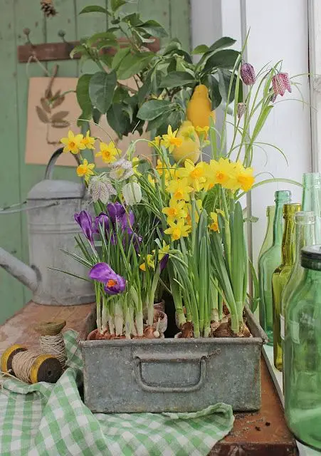 Spring Shed Decor 2024: Rustic Charm Meets Blooming Elegance