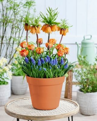 2024 Spring Deck Decor Ideas: Transform Your Outdoor Space