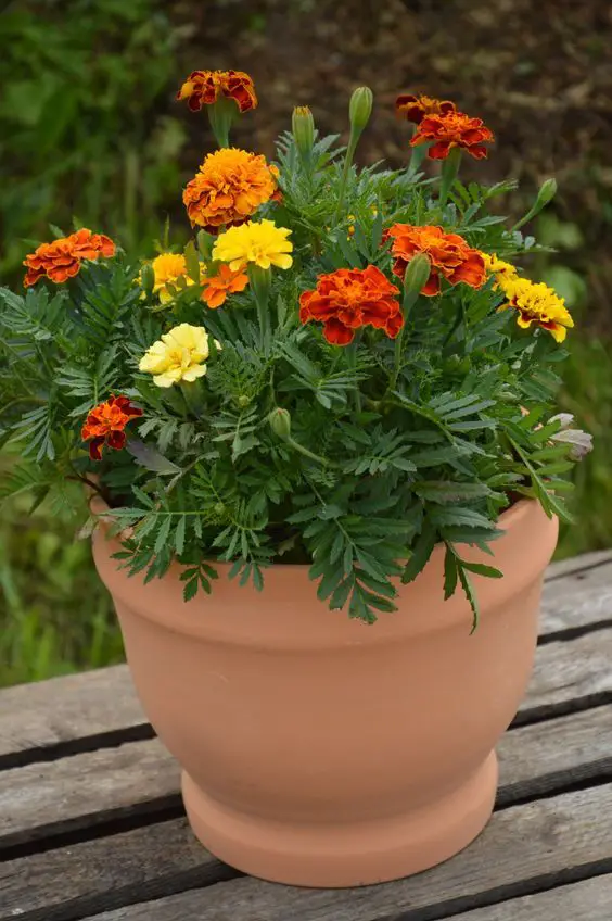 Summer Flower Gardens: Lush Landscapes & Vibrant Pots