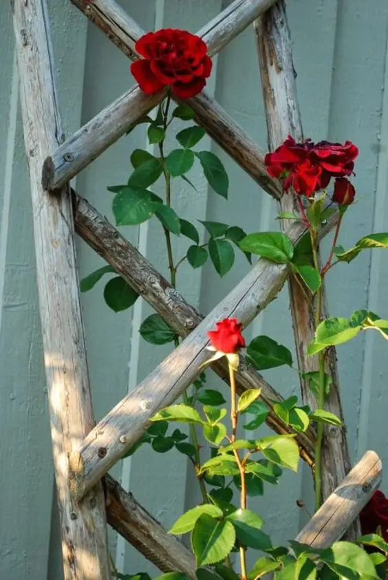 Summer Outdoor Decor: Vibrant Gardens & Porch Design Ideas