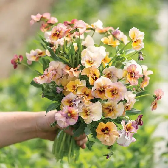 Summer Garden Plants: Vibrant Blooms & Edible Harvests