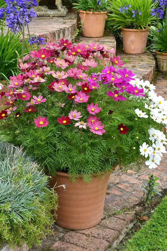 Summer Flower Gardens: Lush Landscapes & Vibrant Pots