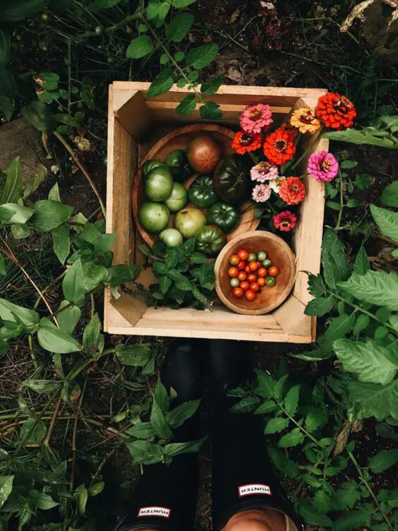 Summer Garden Plants: Vibrant Blooms & Edible Harvests